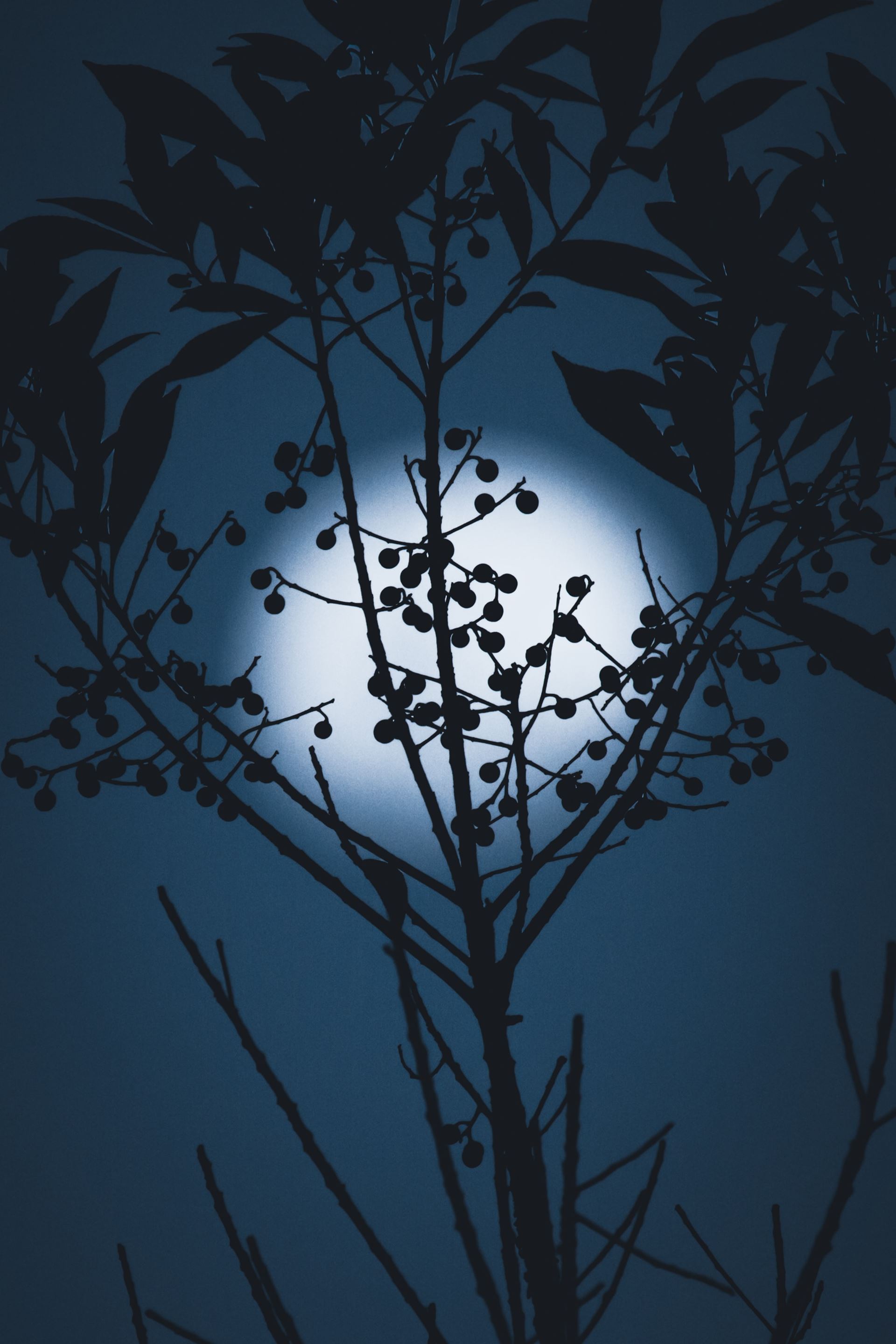 a moon rising behind a tree